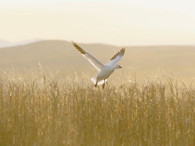 Snow Goose - Lao Tzu - FR