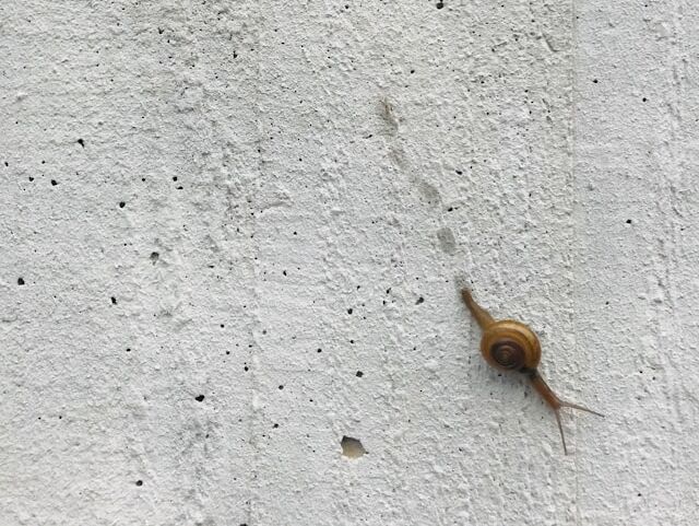 Slowly - Confucius - FR