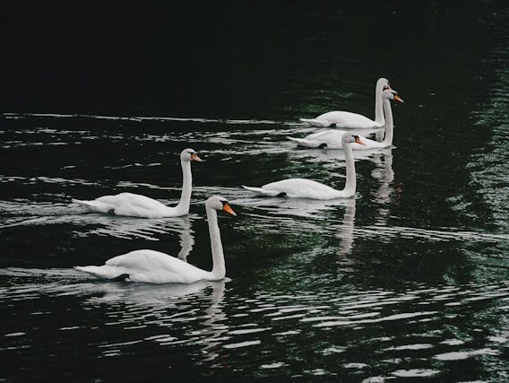 Leaders - Lao Tzu - FR