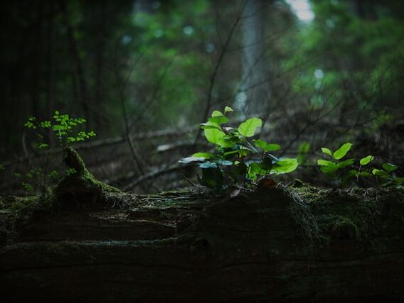 Wise Shape - Buddha - FR