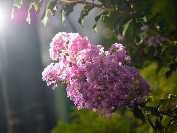 Divine Nature - Wayne Dyer - FR