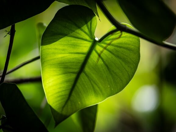 Beauty - Khalil Gibran - FR