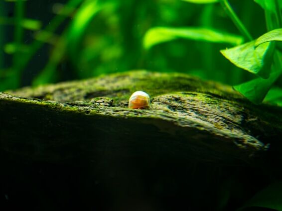 Presence - Stephen Levine - FR