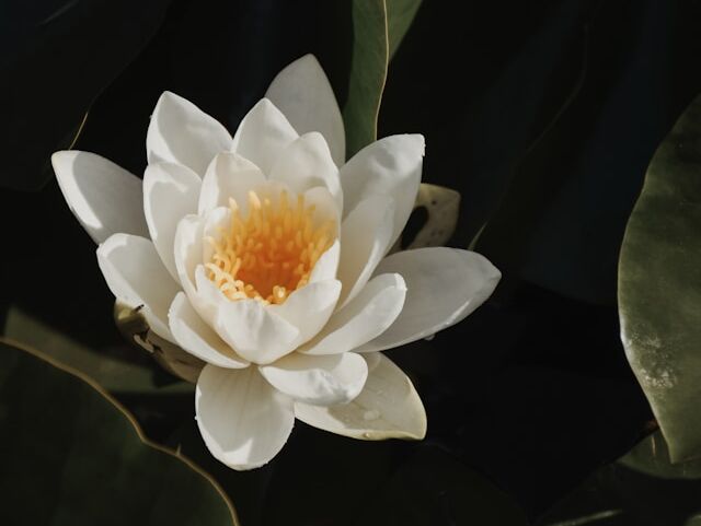 Meditation - Thich Nhat Hanh - FR